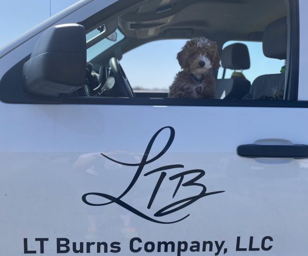 IMG_7886 Dog in truck